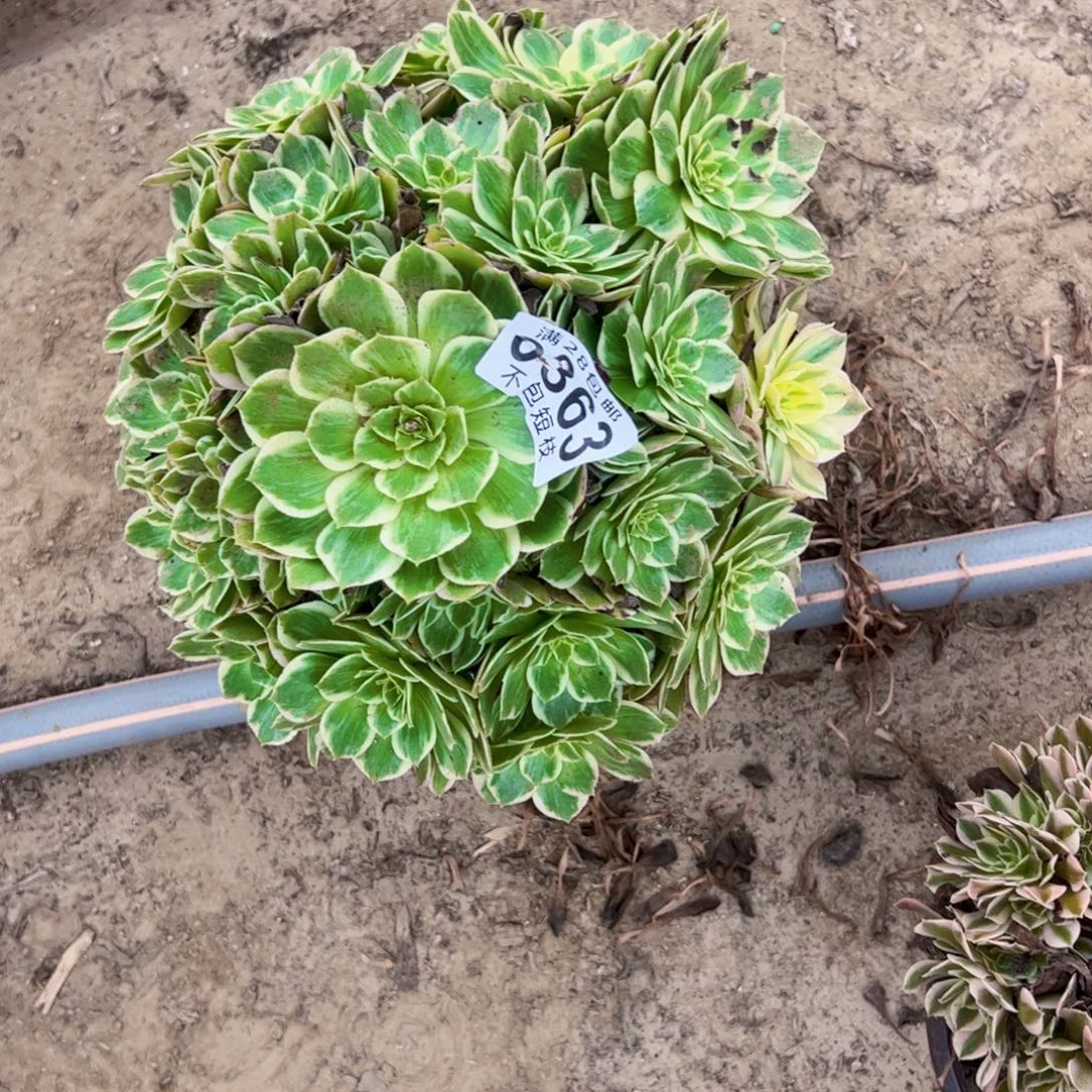 *****水蜜桃多肉植物0363