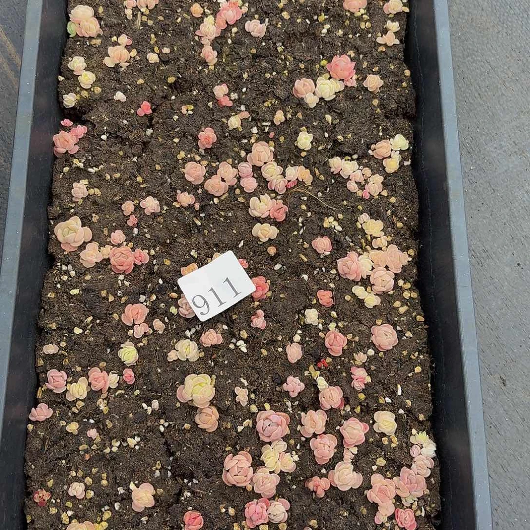 多肉植物多肉植物911