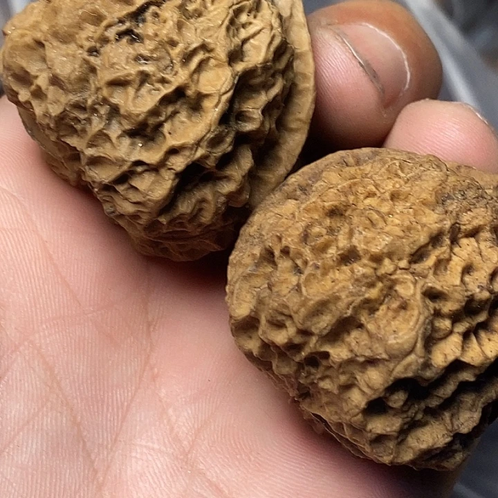 把件文玩核桃云南铁核桃B41