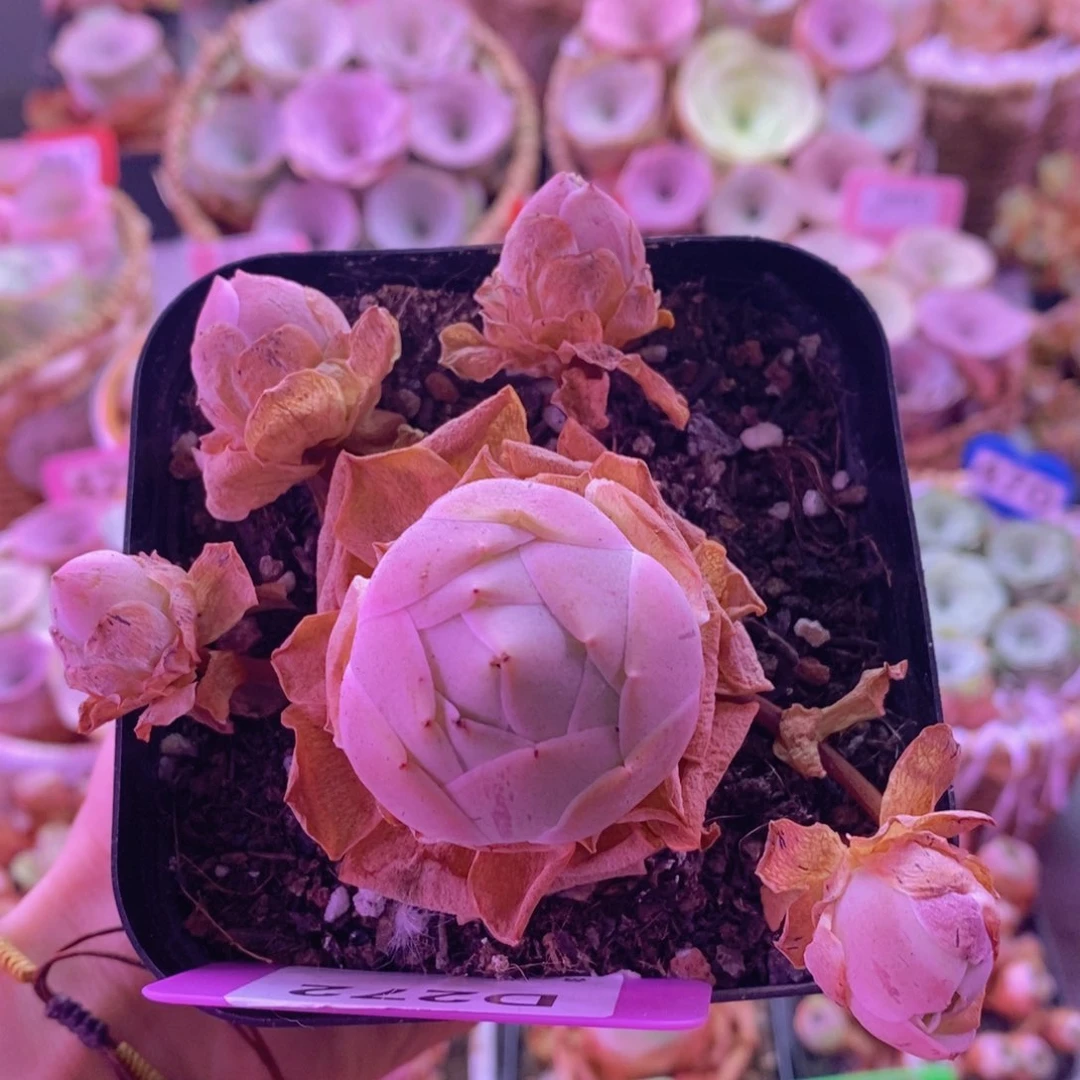 D272山地玫瑰一物一拍