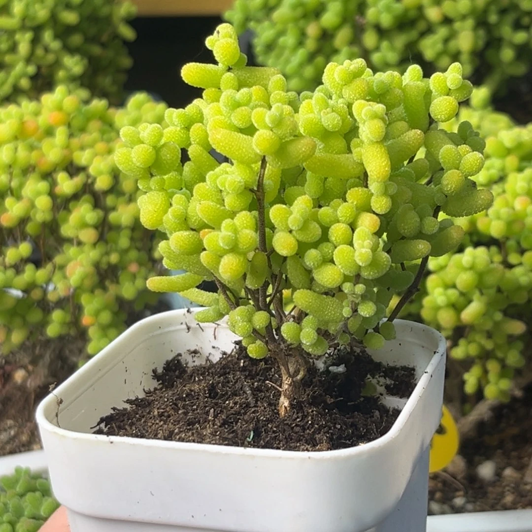 838金桔糖球小树。