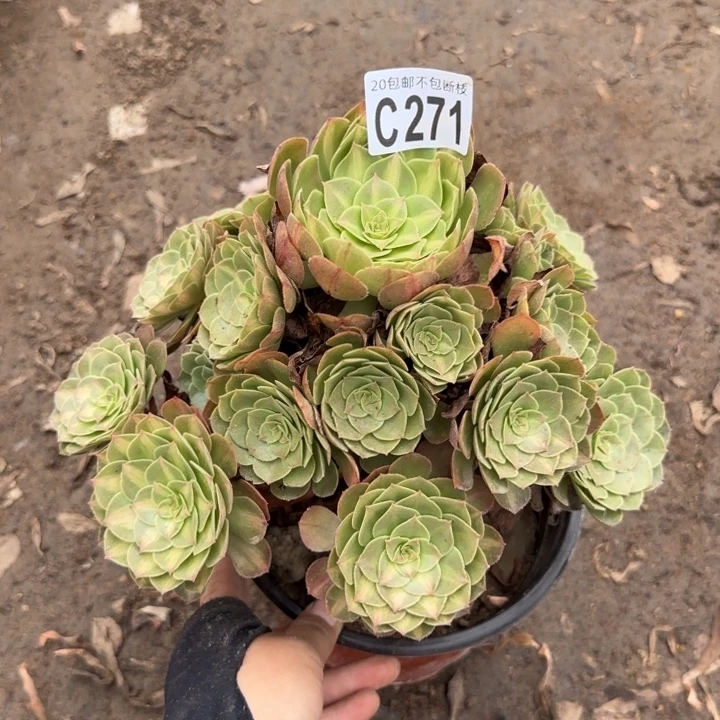 倾城中班……多肉植物……
