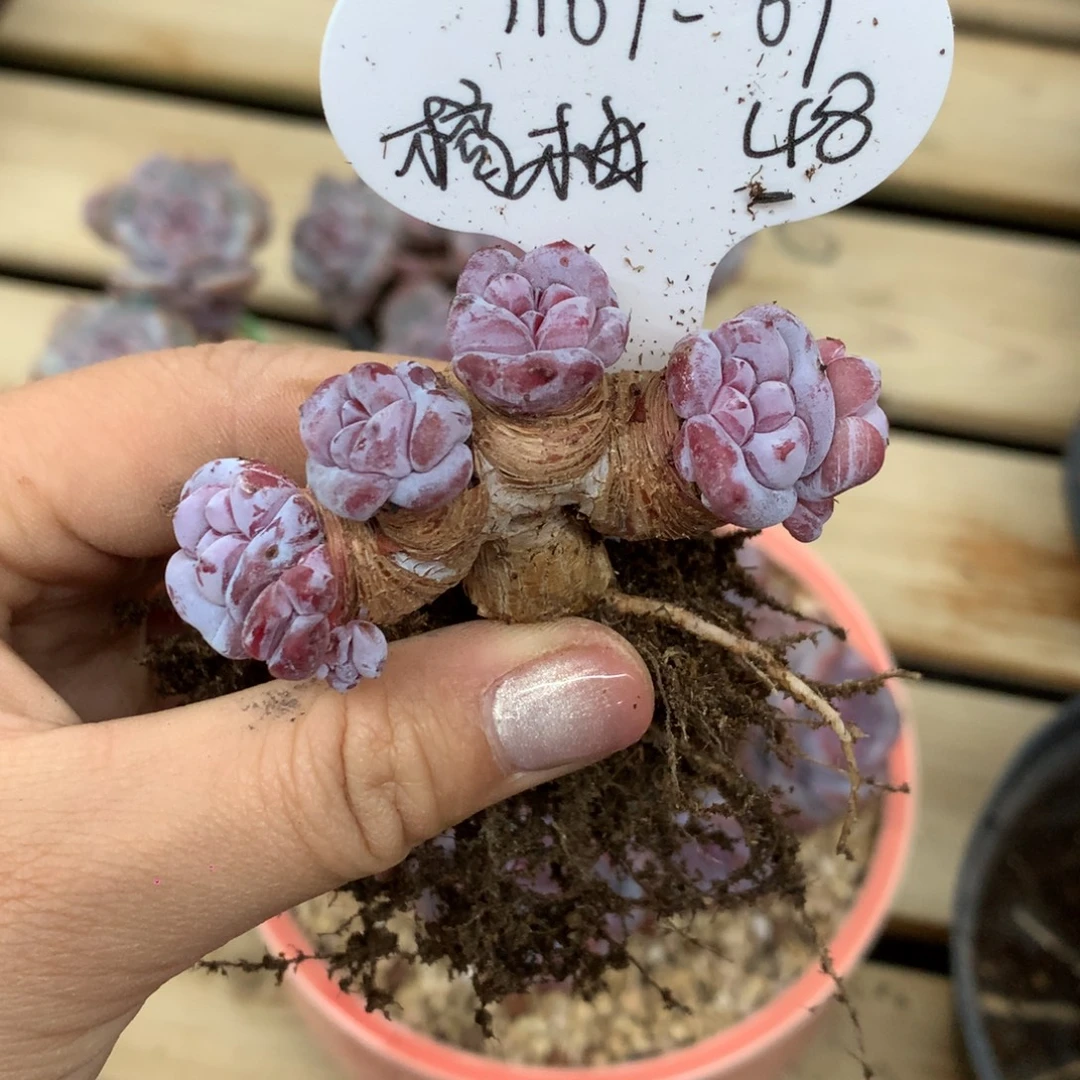 橘***水110709 橘柚 专拍突尼斯