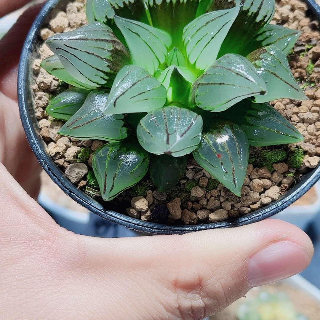 西瓜寿精品十二卷