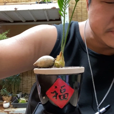 红陶一物一拍所见即所得227