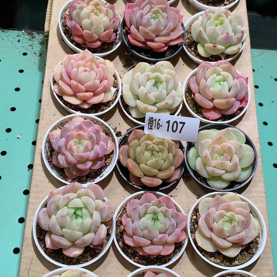 16-107一物一拍带盆18颗