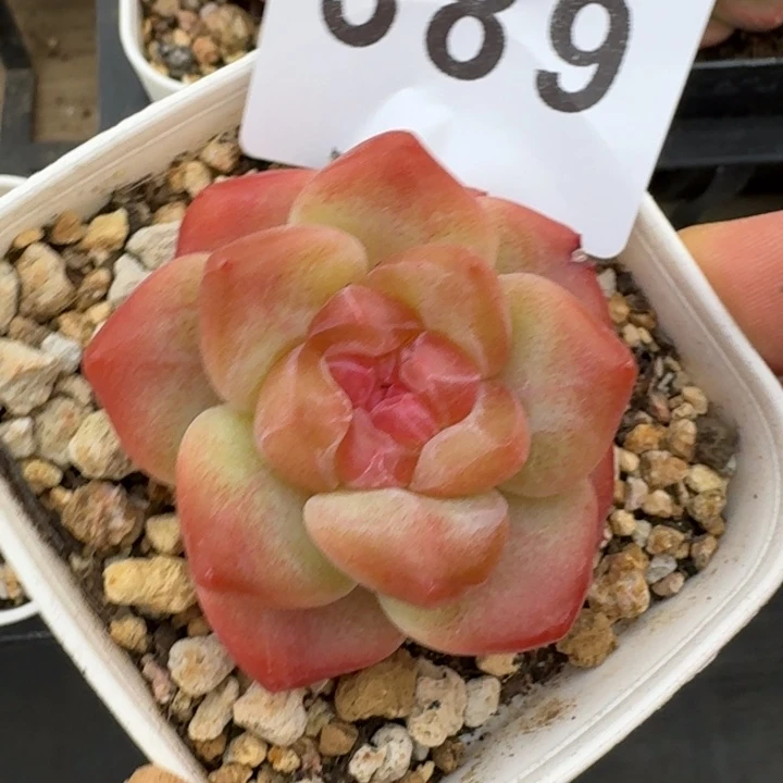 K***K            多肉植物