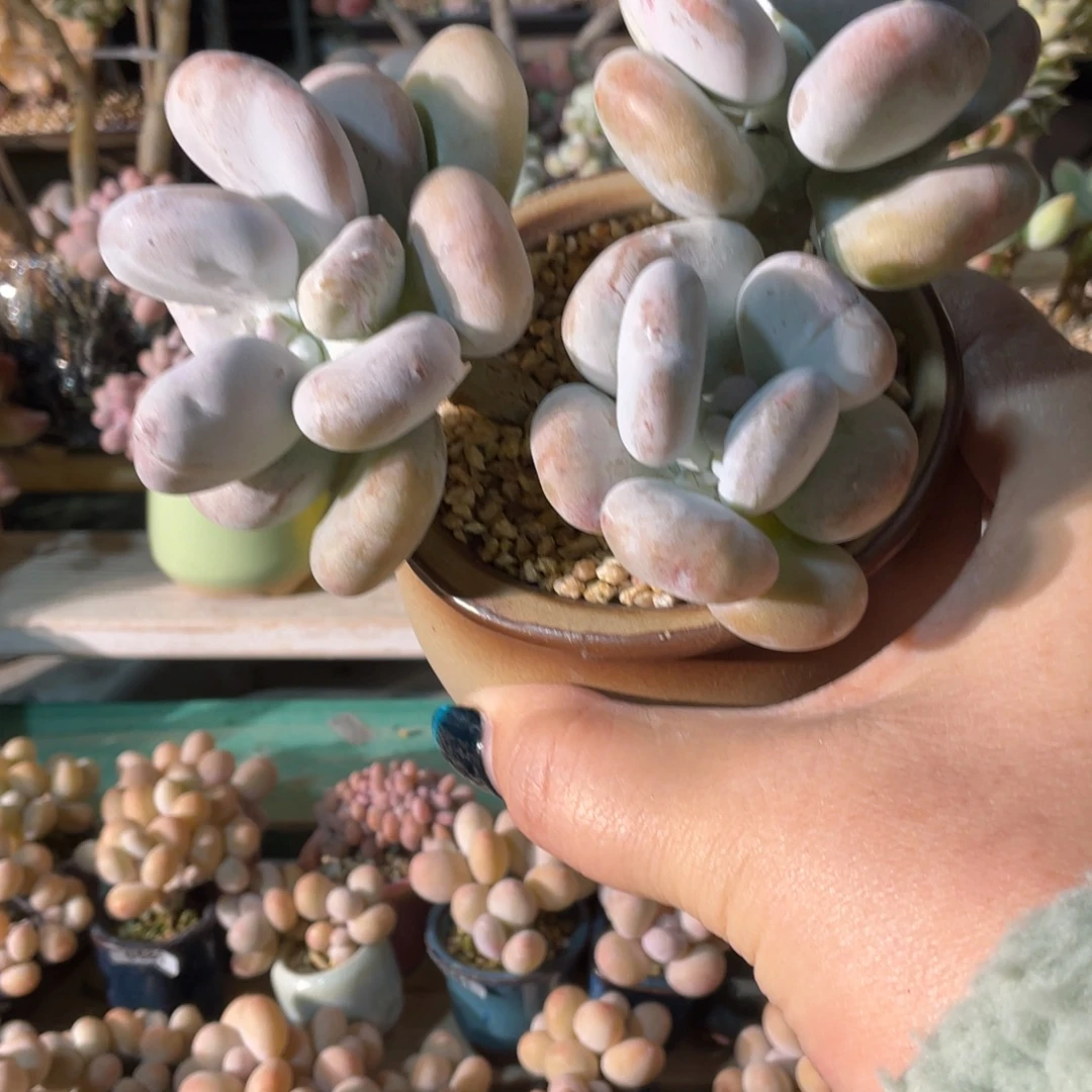 辣***桃多肉植物的生长发育与繁殖第