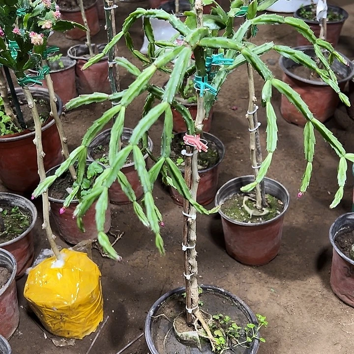 筱***娜叶仙嫁接一层紫色异类编号23