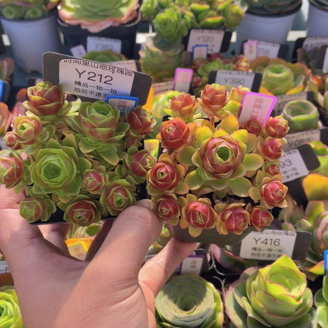 静流萤之舞多肉福利212一物一拍