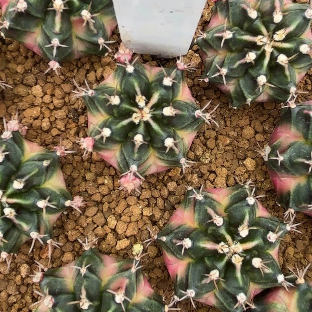 243-0702泰国发货多肉