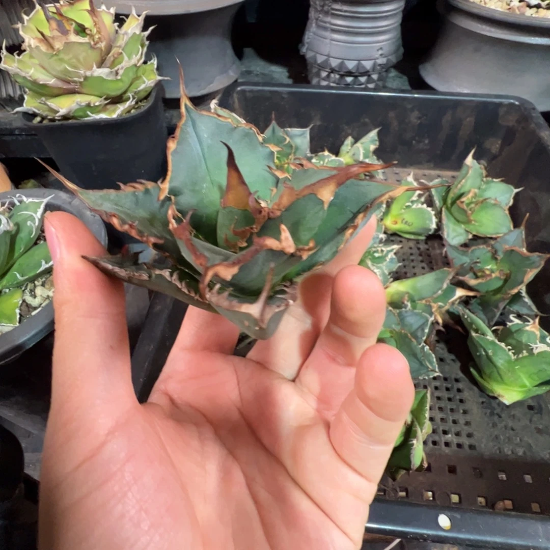 七号大大大大大大