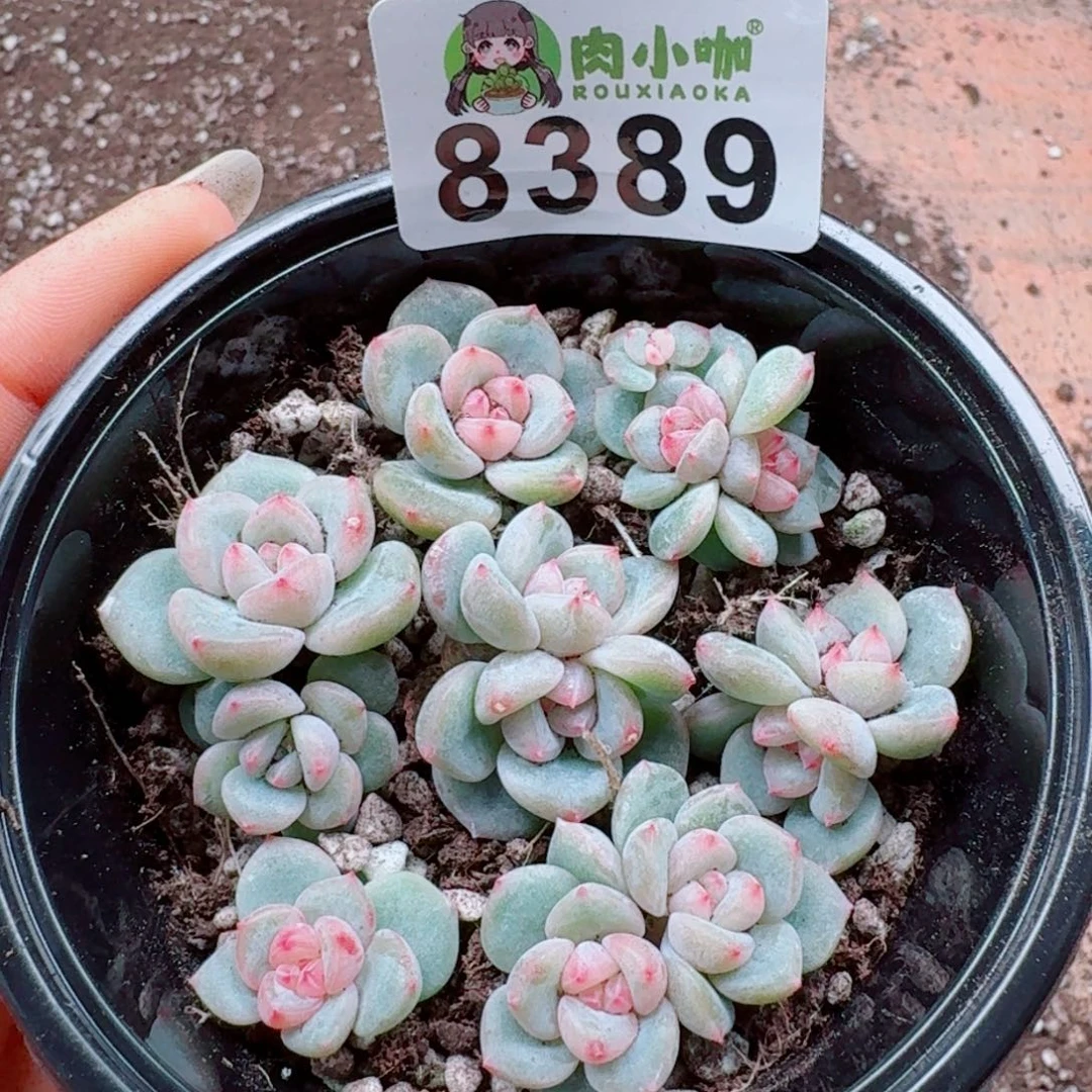 多肉植物多肉植物