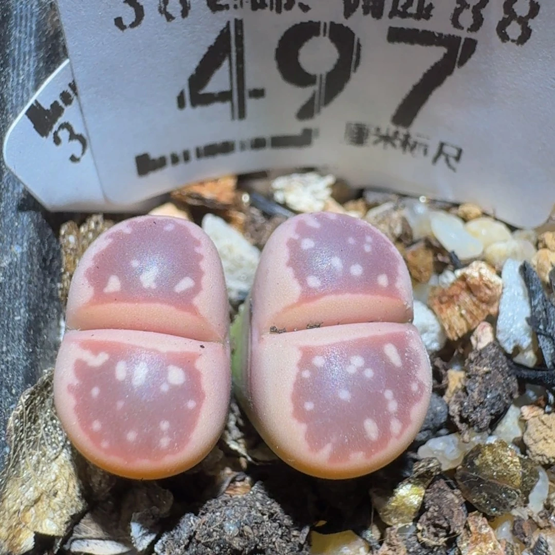 zzzz精品生石花497