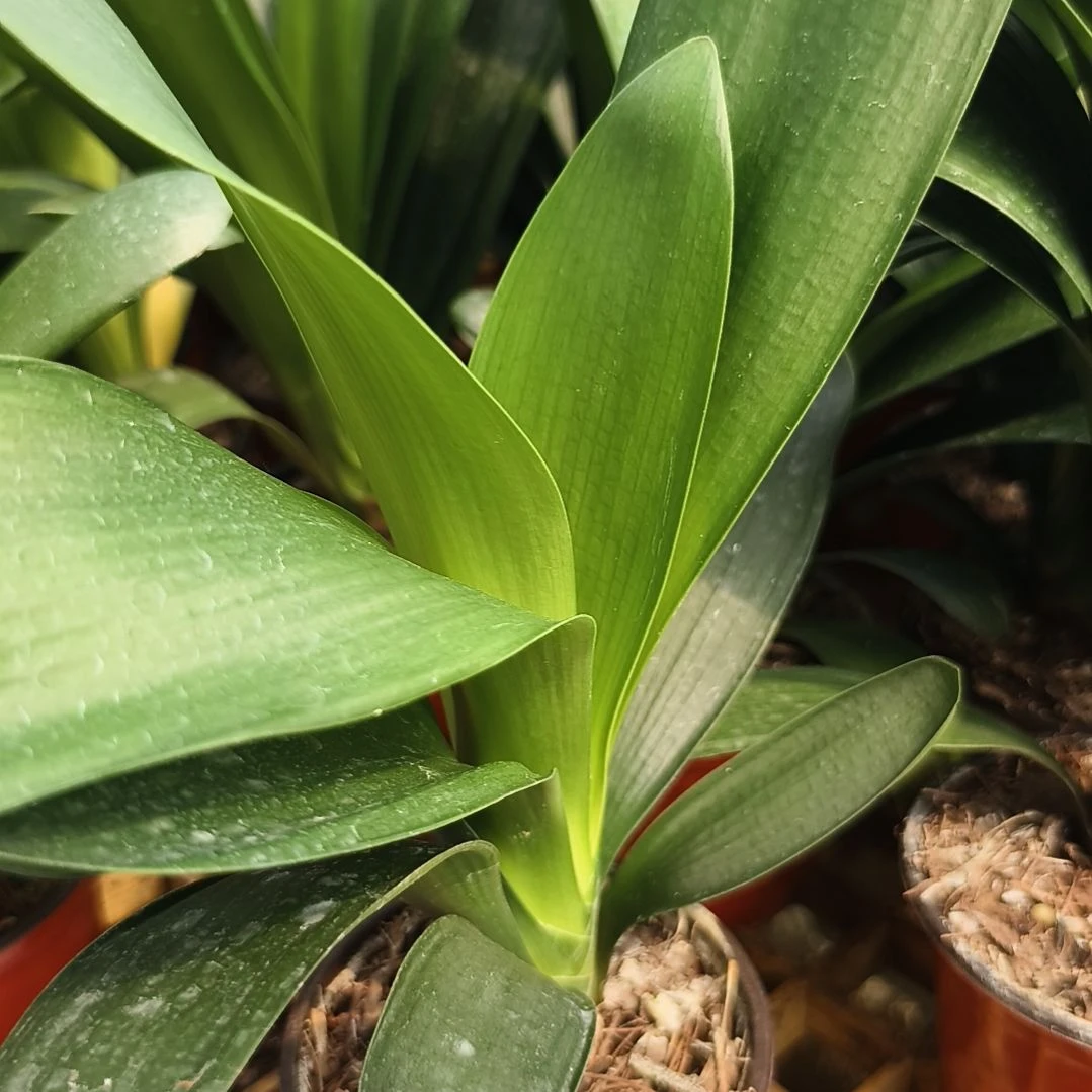 婷***婷完全开放盲盒苗一颗