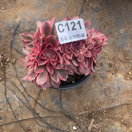 121女巫缀多肉植物