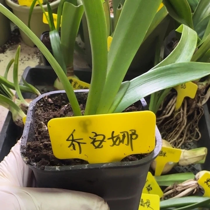 无花朵乔安娜3厘米，带盆土