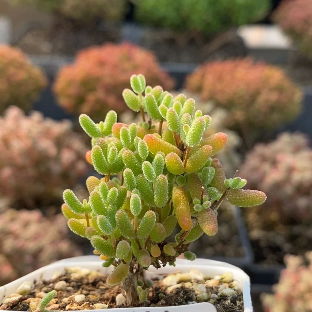 蜜橘糖球6725枝干番杏