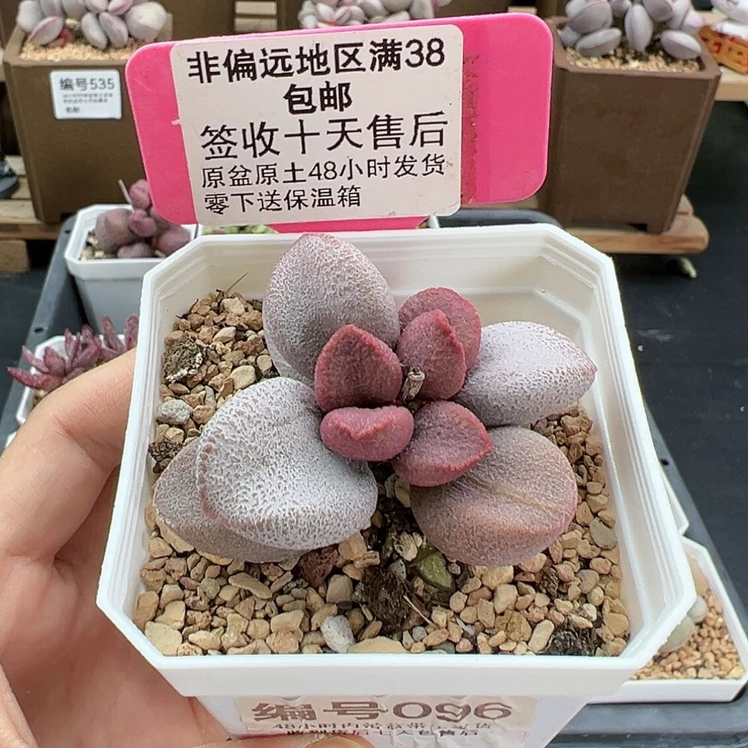 096甜心多肉植物