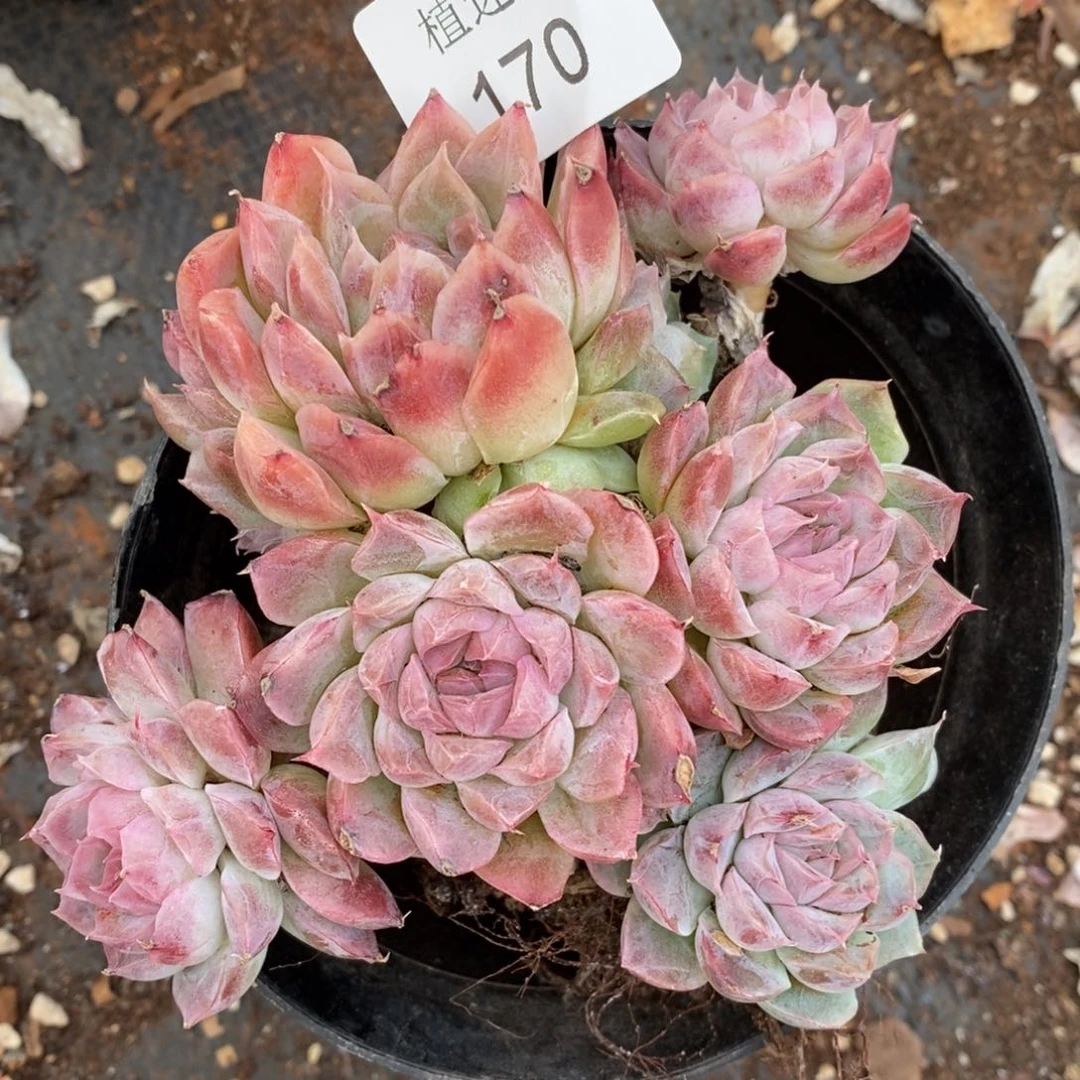 用****4杂交精品多肉170