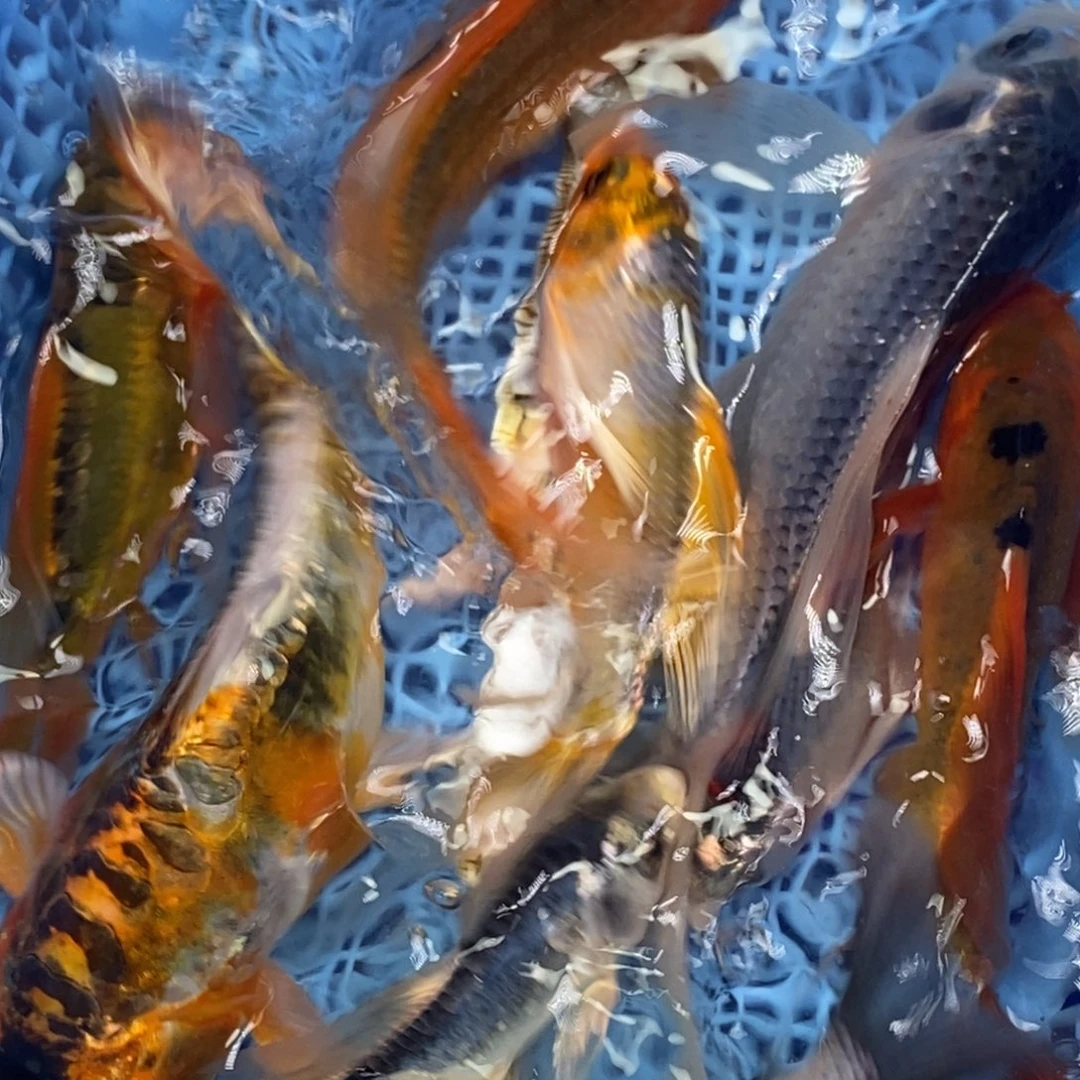 锦鲤冷水锦鲤包邮