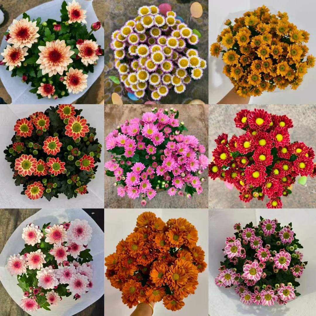 【精品荷兰菊】 高颜值  易养护 花期长 云南基地直发