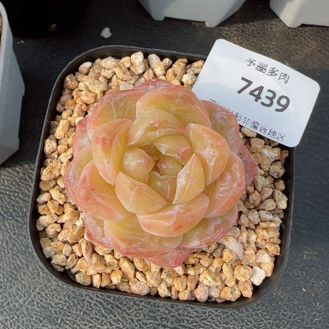 霜花石化，7439多肉