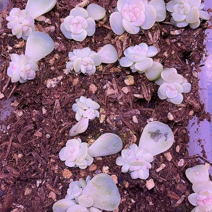 2909帕帕拉恰叶插苗6颗