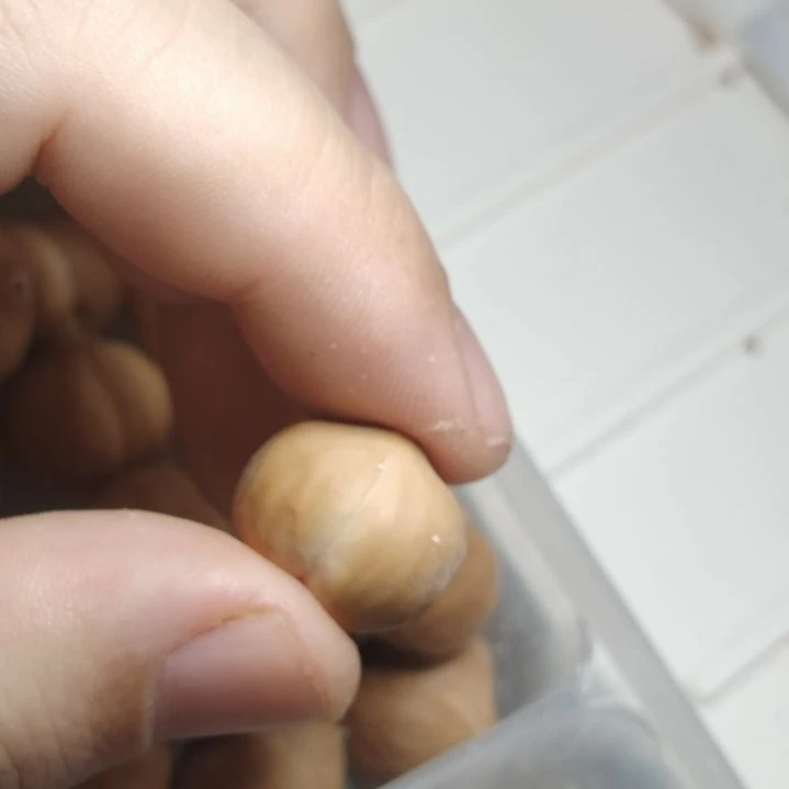 核桃手串/手链镜面屁桃17+和一颗18+猛犸屁桃