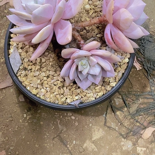 微**?红茶多肉植物值