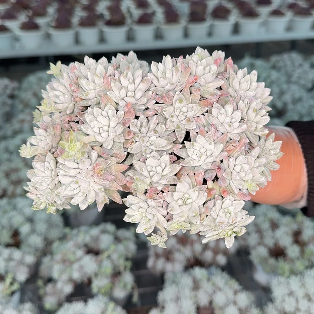 从前慢花园精选白菊