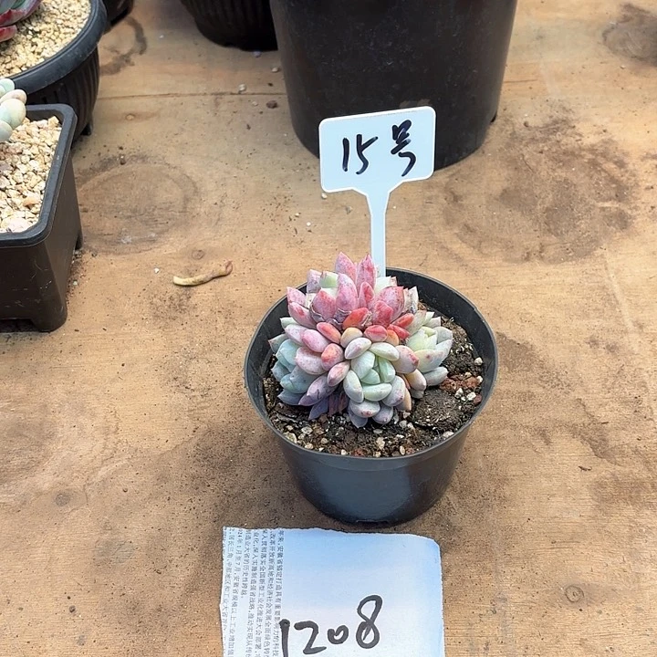 英*多肉植物，雪天使