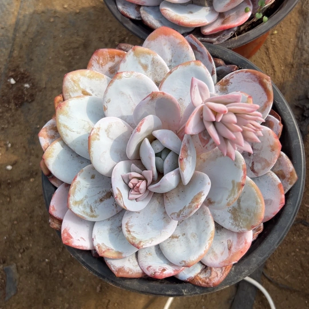 多肉植物大颗雪莲