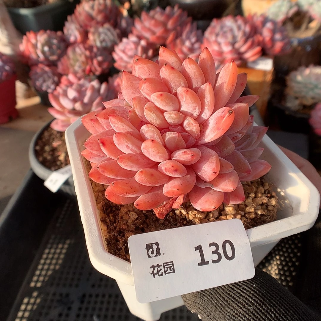 130雪天使多肉植物6666