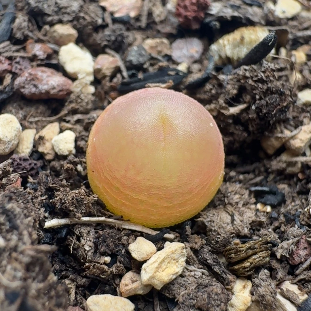 4604带盆发货啦啦88888