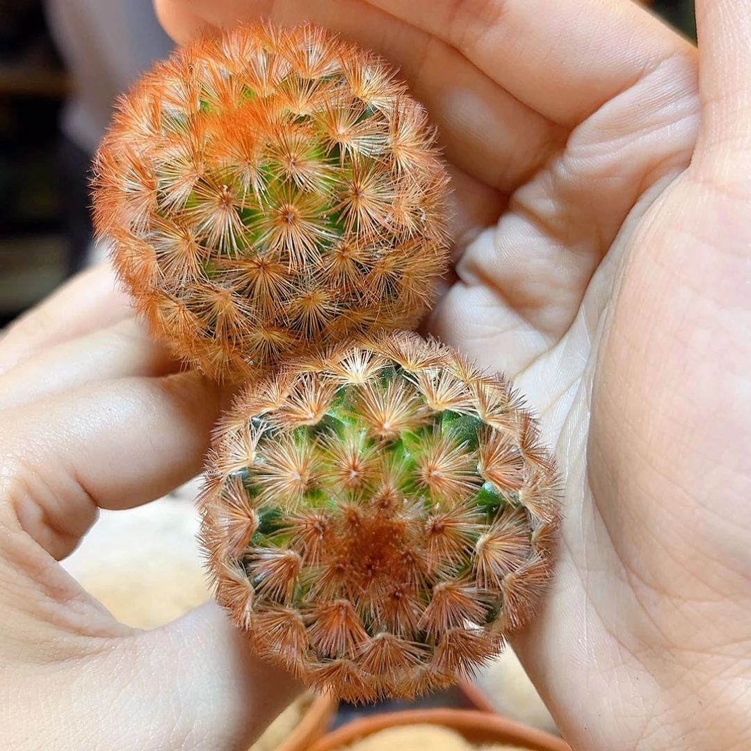 实生泰系红刺嘉文玩4公分1颗