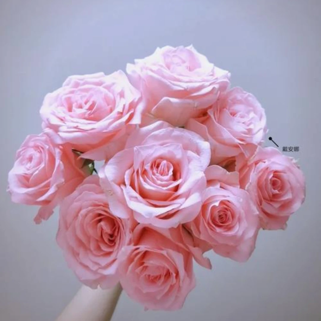 鲜花【戴安娜】家庭同地址两单升级冷链包邮送货上门