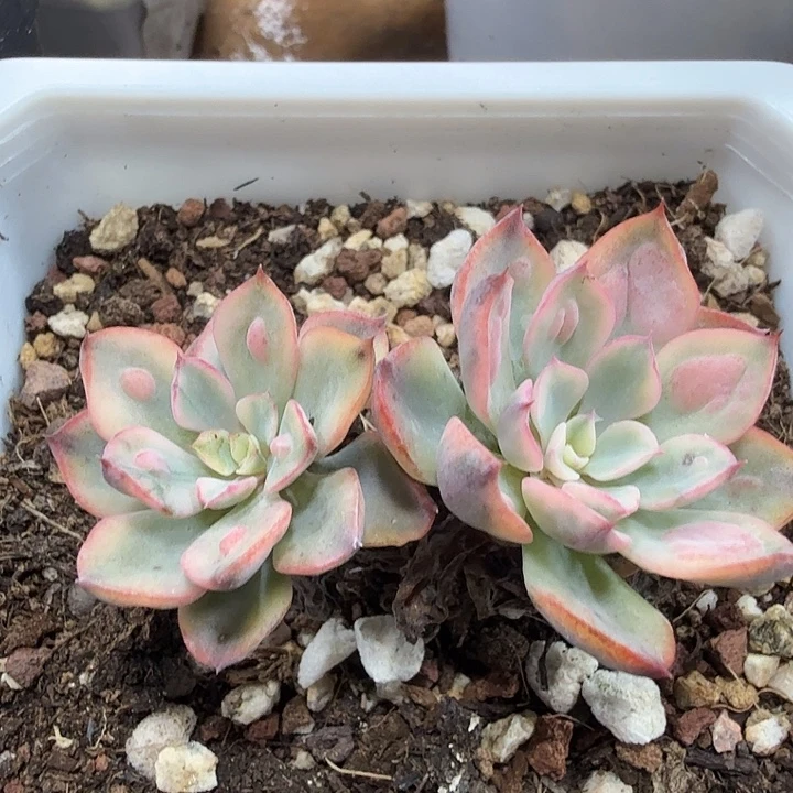 雨滴锦  小方花圃一单包邮非偏远