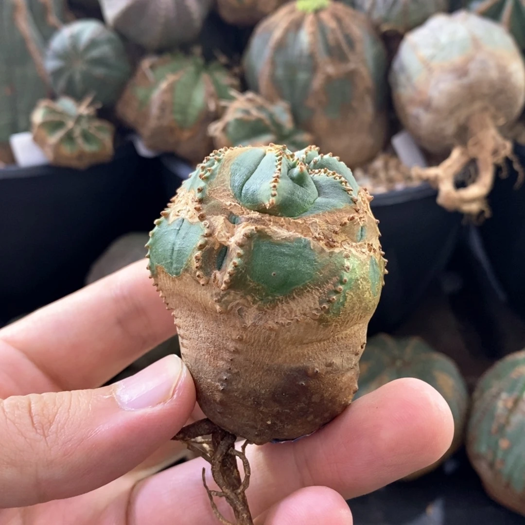 23 欧系实生布纹球多肉植物
