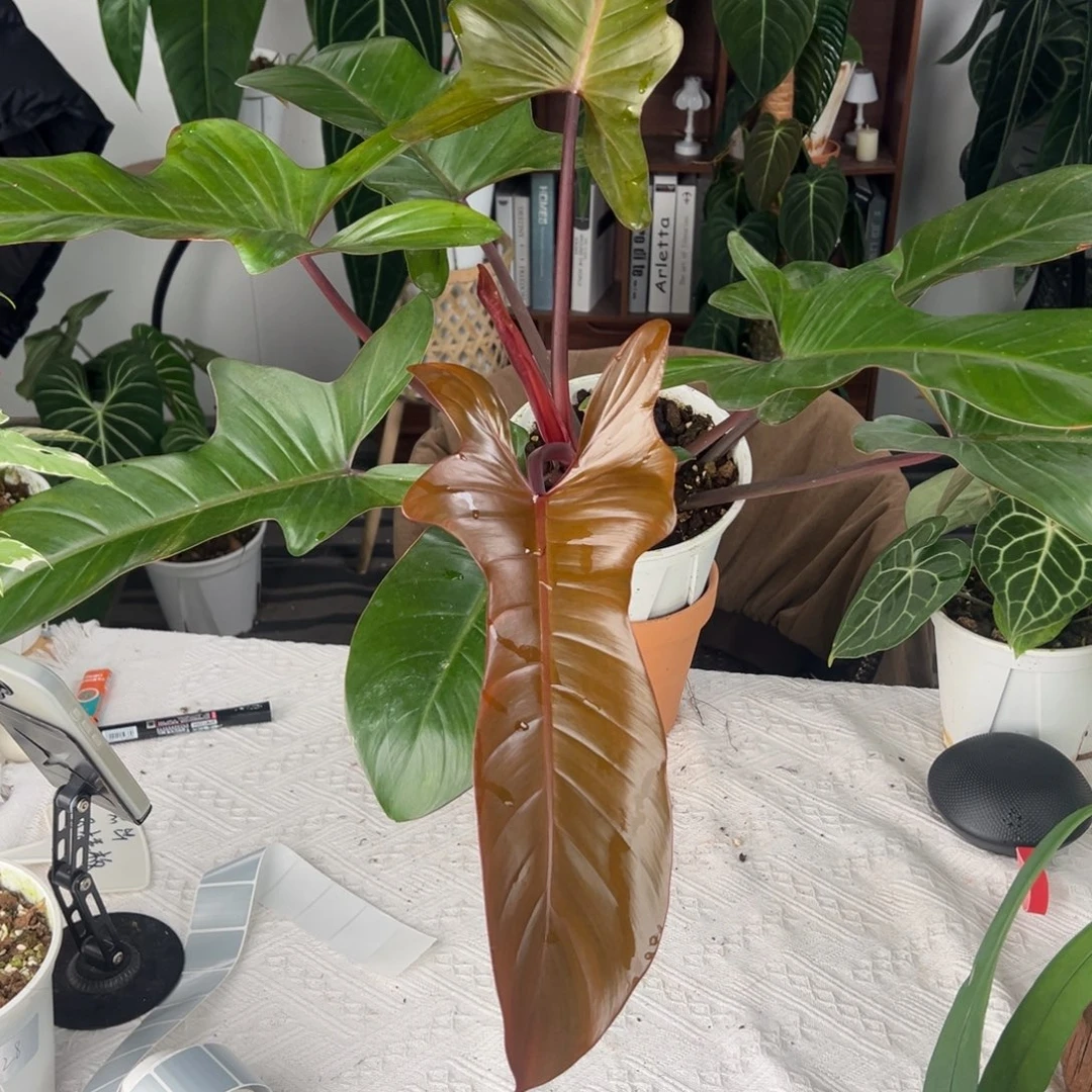 完全开放超大红叶木舟