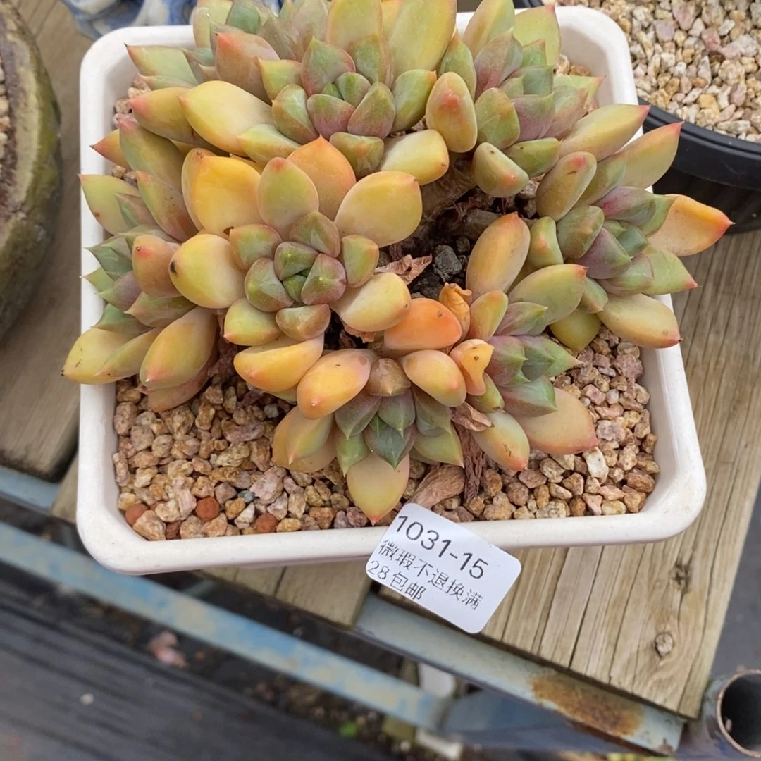 A***g15号多肉群漂亮的