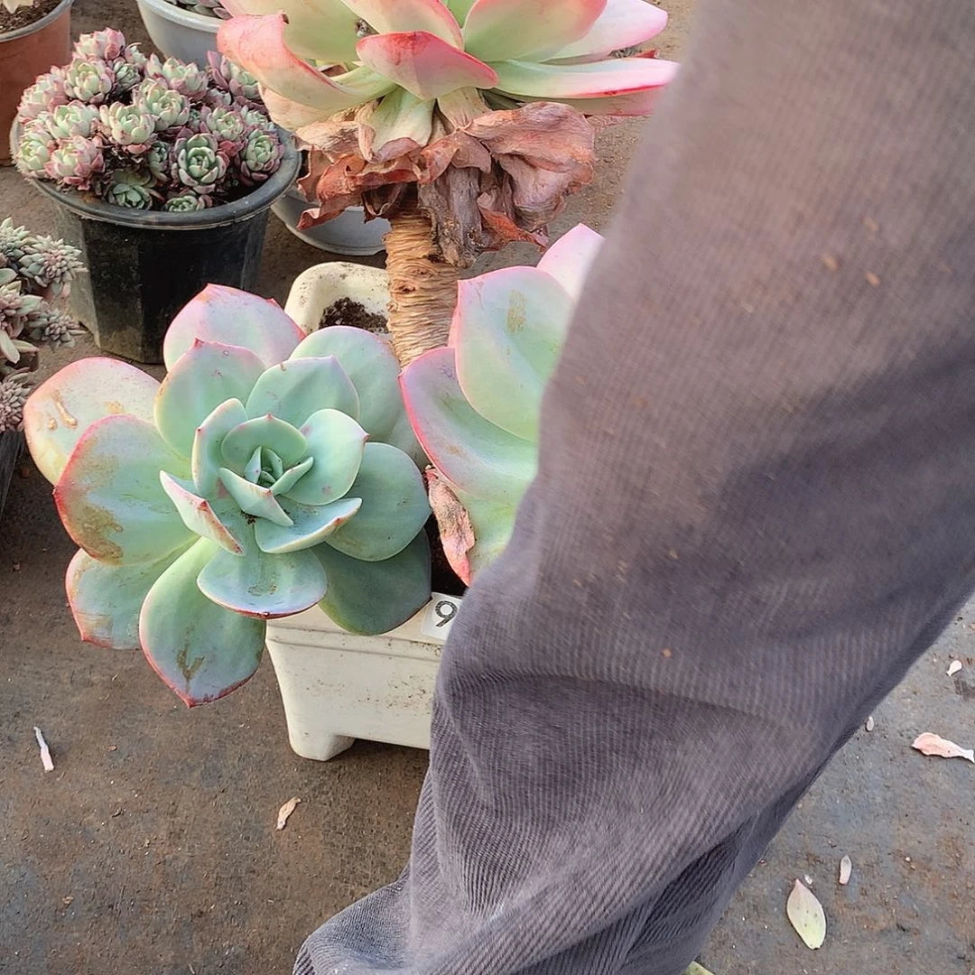 953凤一物一拍多肉