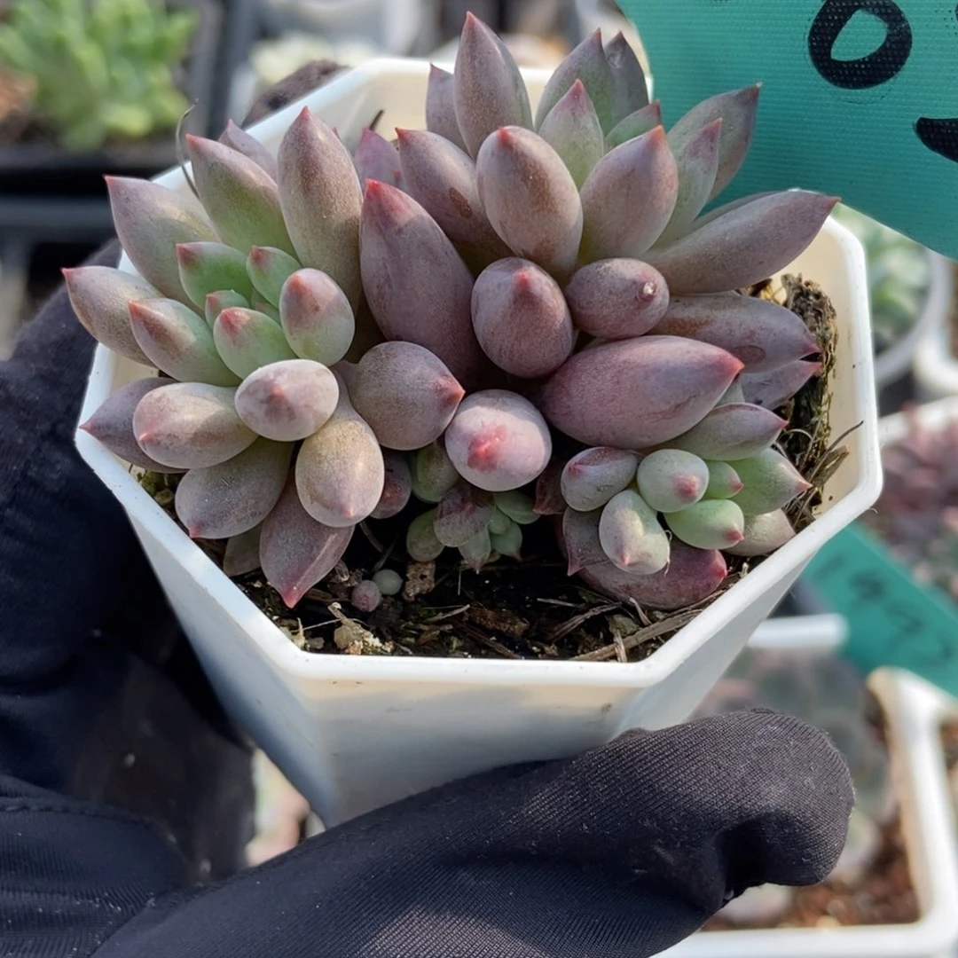 1562虞美人多肉植物