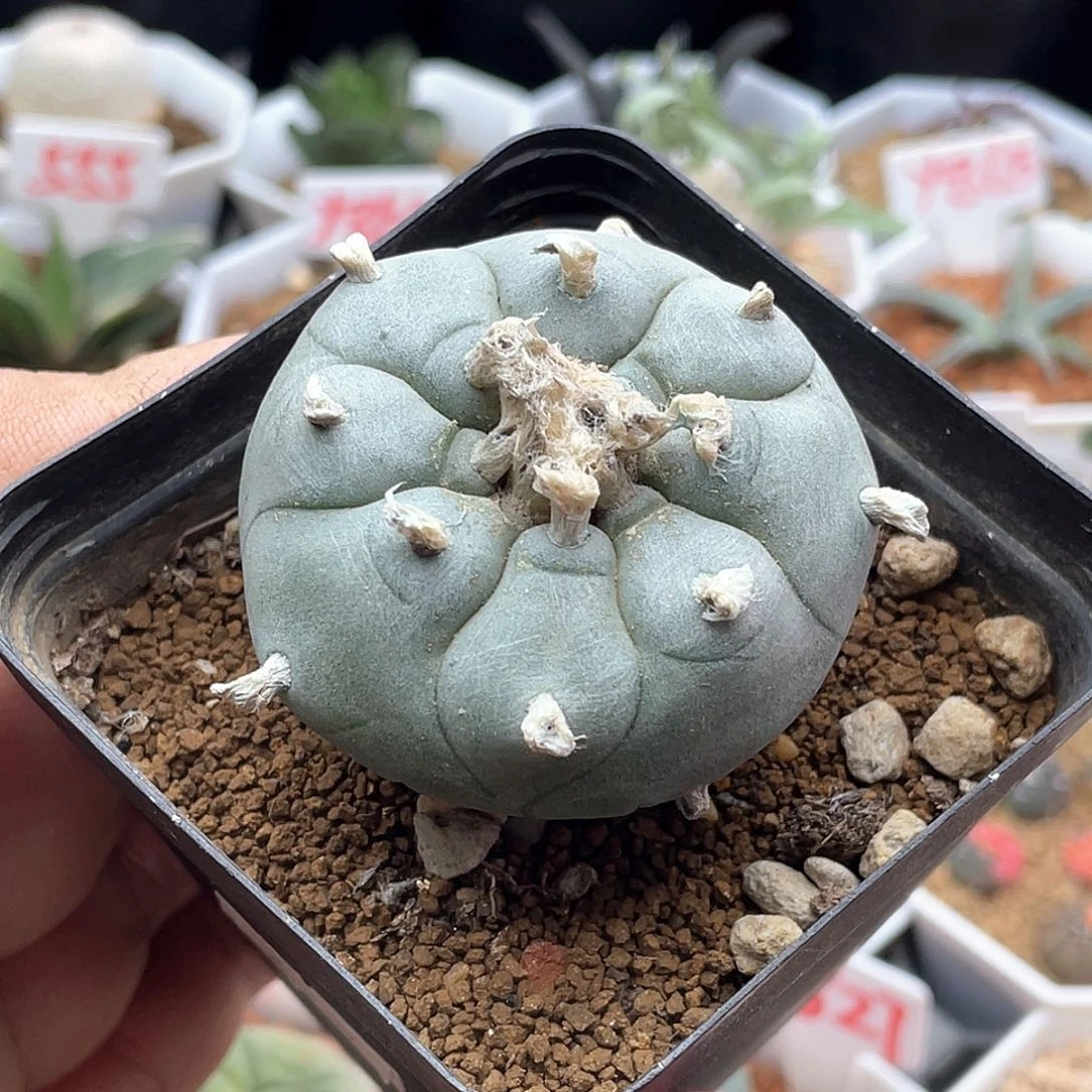 产地肋骨海鲜 乌 仙人球