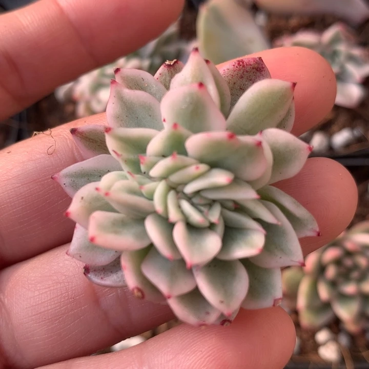 拉霍亚爪锦多肉植物