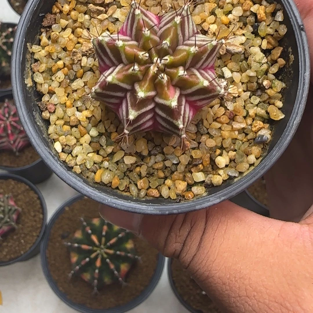 285-1229泰国发货多肉