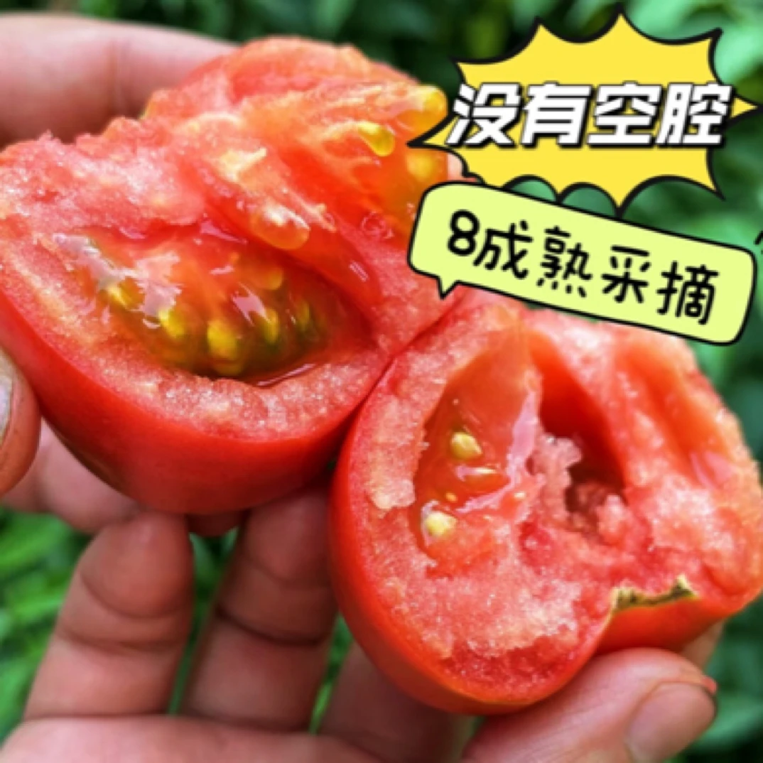 【返场款】爆汁Q25水果番茄｜直接炫，超爽！8成熟采摘！京东空运发货