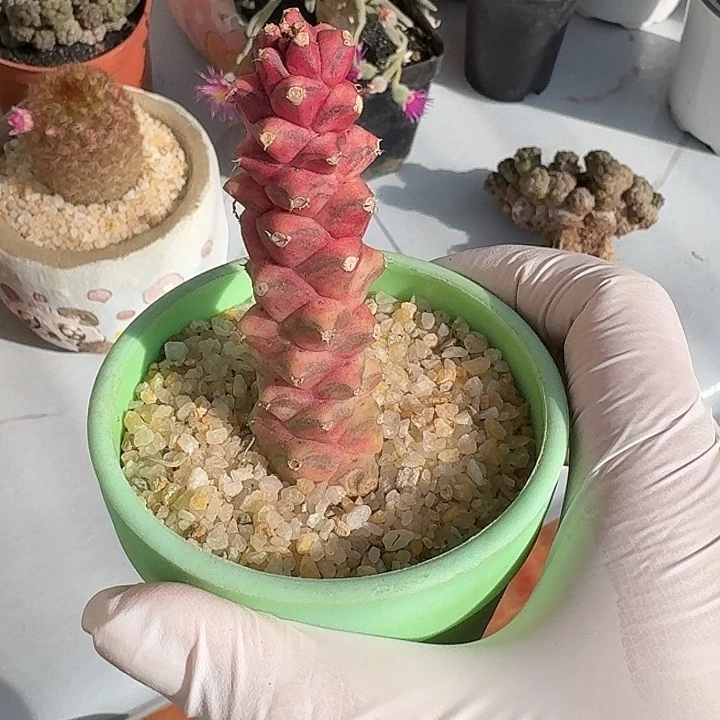 奈****沫将军嗝仙人球仙人球