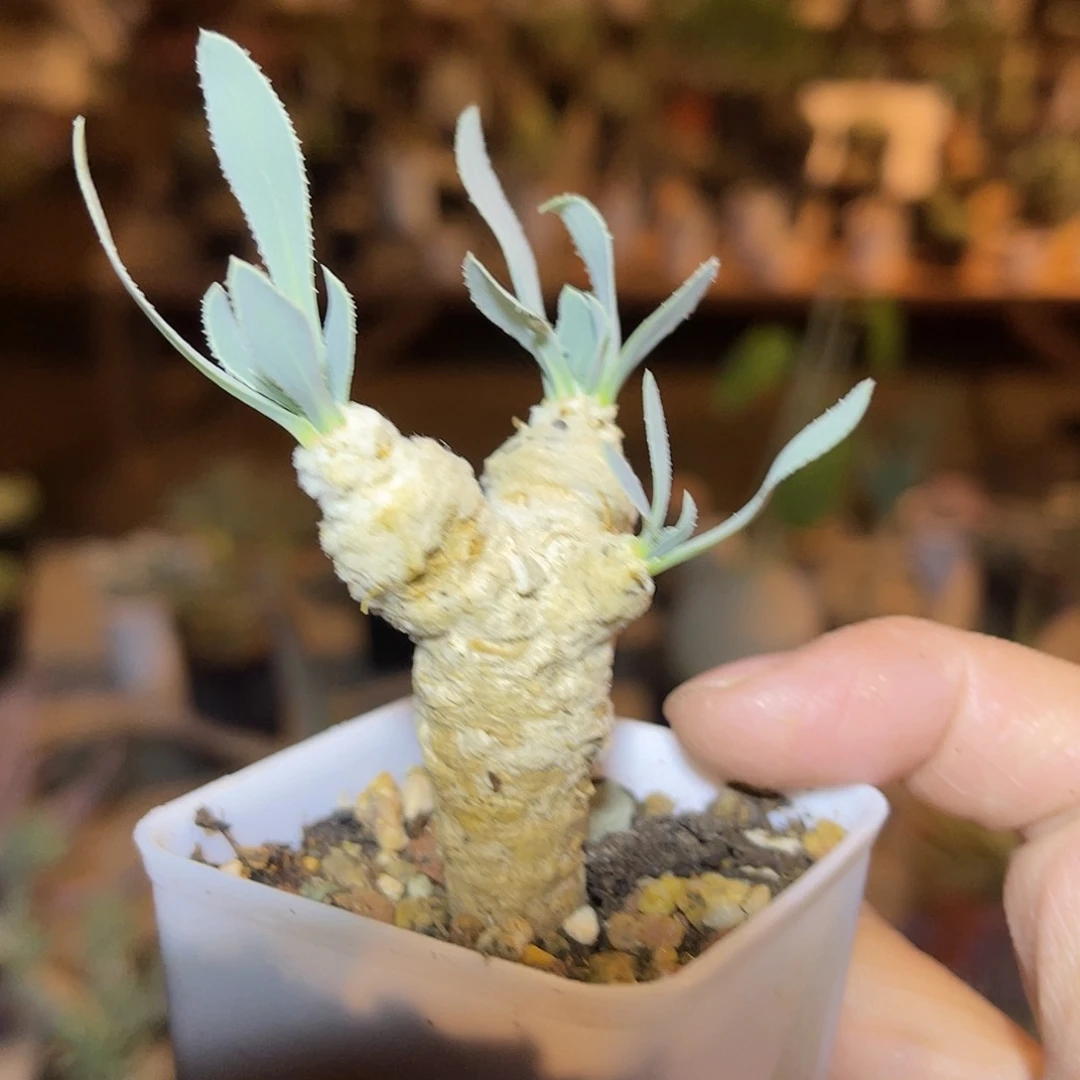 实生刨花厚敦菊一物一拍