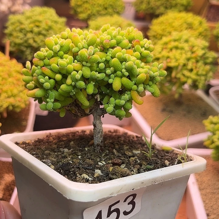 无花朵453金桔糖球